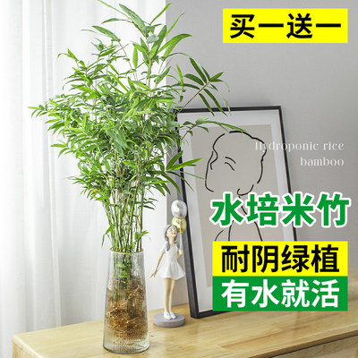 新客减水培米竹植物室内盆栽客厅绿植好养易活水生水养竹子四季常