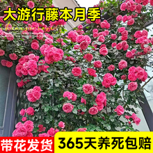 大游行藤本月季墙微花树苗爬藤花卉四季开蔷薇玫瑰花盆栽浓香老桩