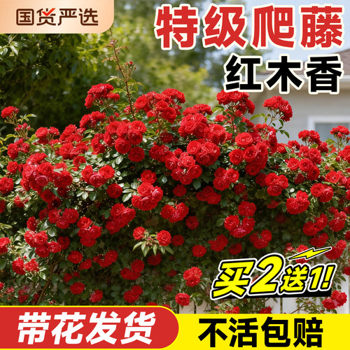 5A级精品爬藤红木香花苗不活包补