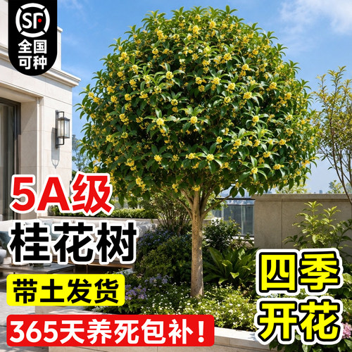 【5A级品质】正宗桂花树苗地栽