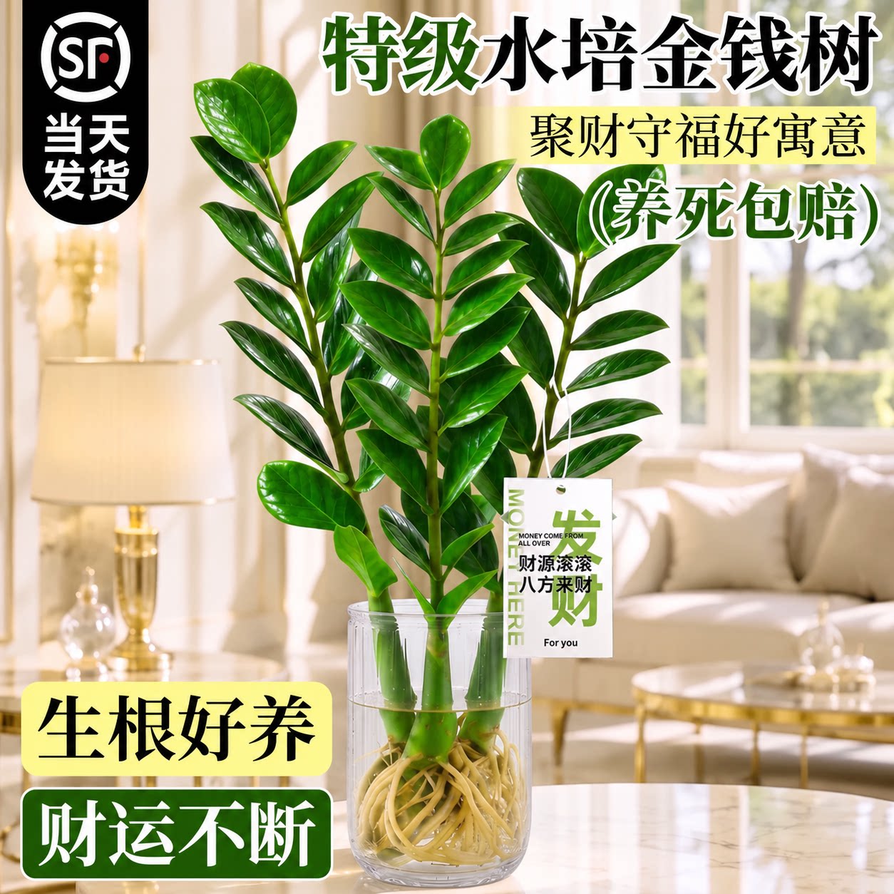 金钱树水培植物盆栽客厅办公室招财摇钱树发财树室内好养花卉绿植