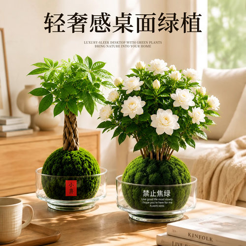 【5A特级】苔藓球绿植高级氛围感
