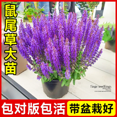 鼠尾草四季盆栽阳台开花清新空气
