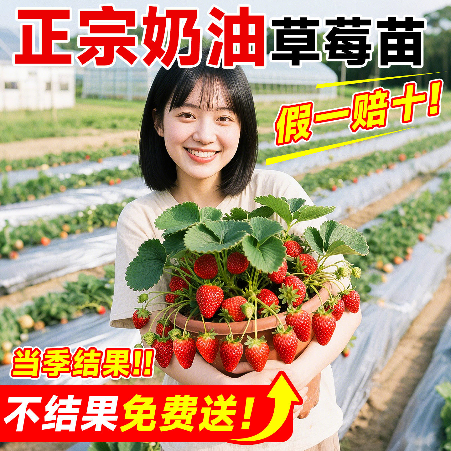 【当季结果】特级草莓大苗