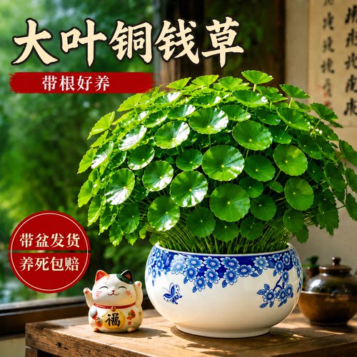 特大叶铜钱草带盆发货不活包赔