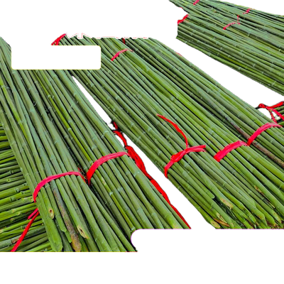 防腐耐用竹竿菜园搭架至少用十年