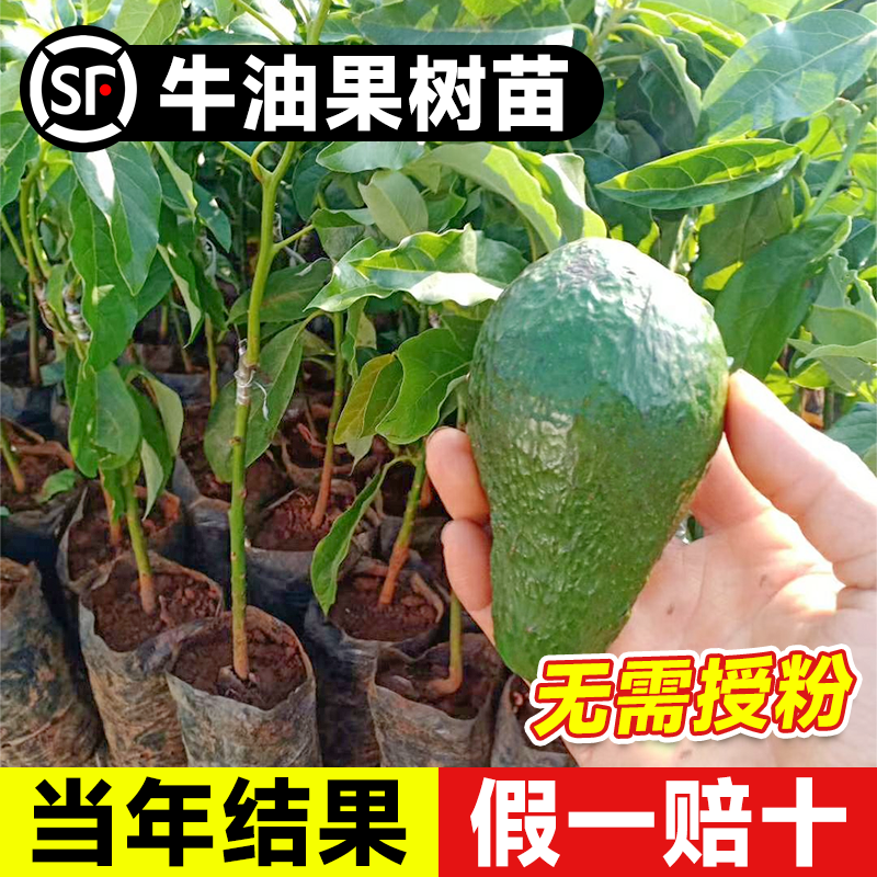 云南牛油果嫁接苗哈斯牛油果树苗庭院阳台盆栽南北方种植名贵果苗