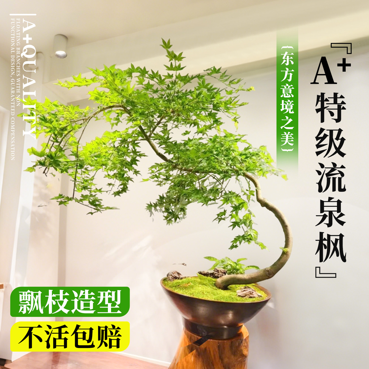 飘枝流泉枫盆景【60天不活包赔】