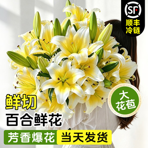 特级重瓣香水百合鲜切花
