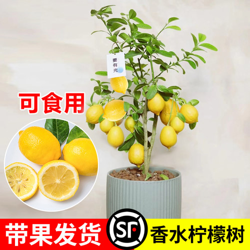带果可食用香水柠檬树盆栽