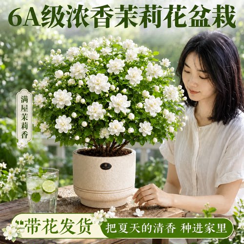 精品茉莉花盆栽浓香带花苞四季开