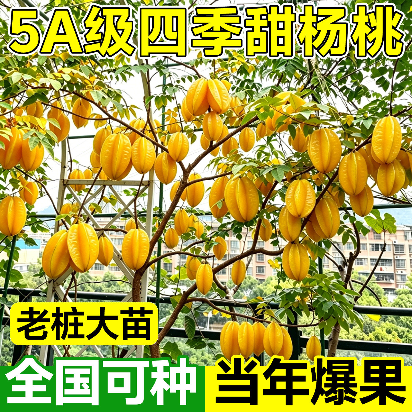杨桃树苗果树结果四季甜杨桃台湾大果杨桃苗阳台庭院盆栽好养果苗
