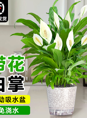 白掌一帆风顺绿植盆栽带花水培花卉植物客厅办公室内好养活四季开