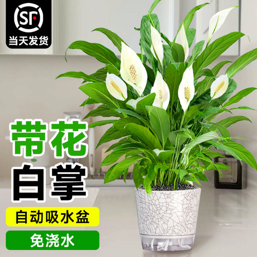 白掌一帆风顺绿植盆栽带花水培