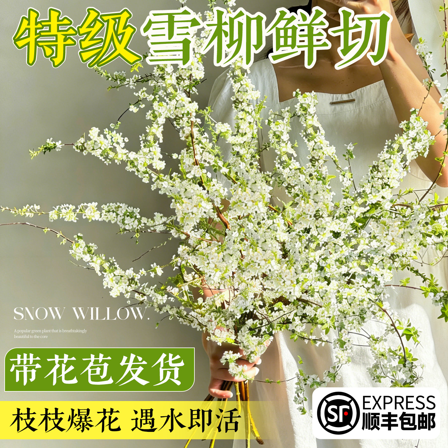 雪柳鲜枝带花苞绿植干枝水养好养客厅水培室内云南直发盆栽耐寒,鲜花速递/花卉仿真/绿植园艺,绿植,淘宝优惠券,粉丝福利购,淘宝优惠卷