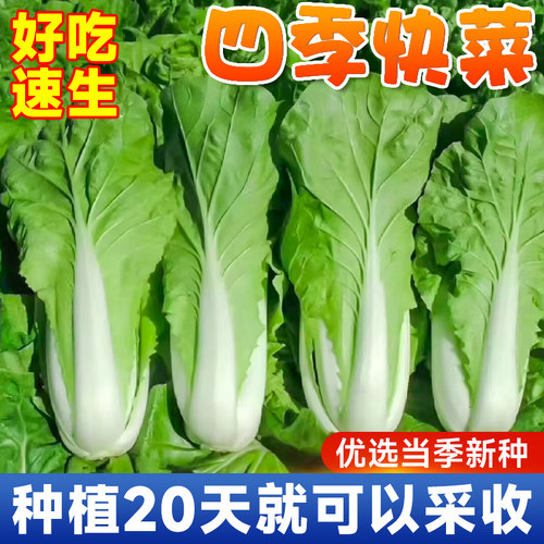 奶油快菜种子3天发芽20天开吃