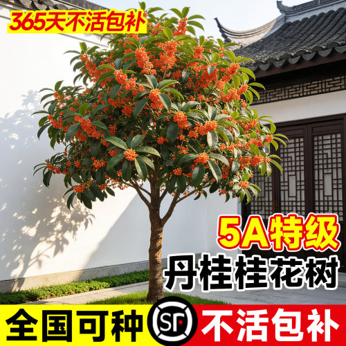 【5A特级】正宗桂花树苗地栽