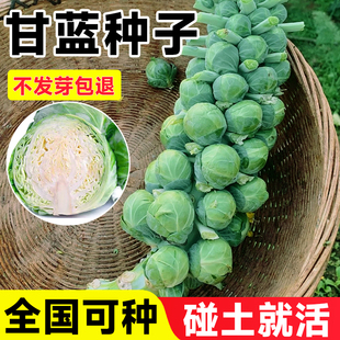 孢子甘蓝种子蔬菜种籽阳台庭院种植牛心羽雨衣甘蓝立秋可以种的菜