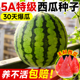 8424麒麟西瓜种子大全无籽美都新品巨型特大懒汉黑皮盆栽四季好养