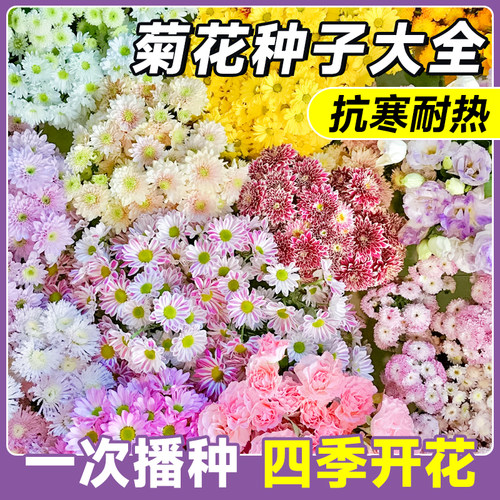 菊花种子大全四季播种开花包对版