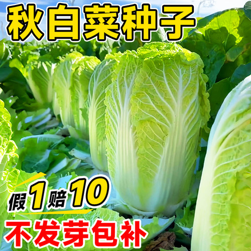 秋季白菜种子大全胶州大白菜