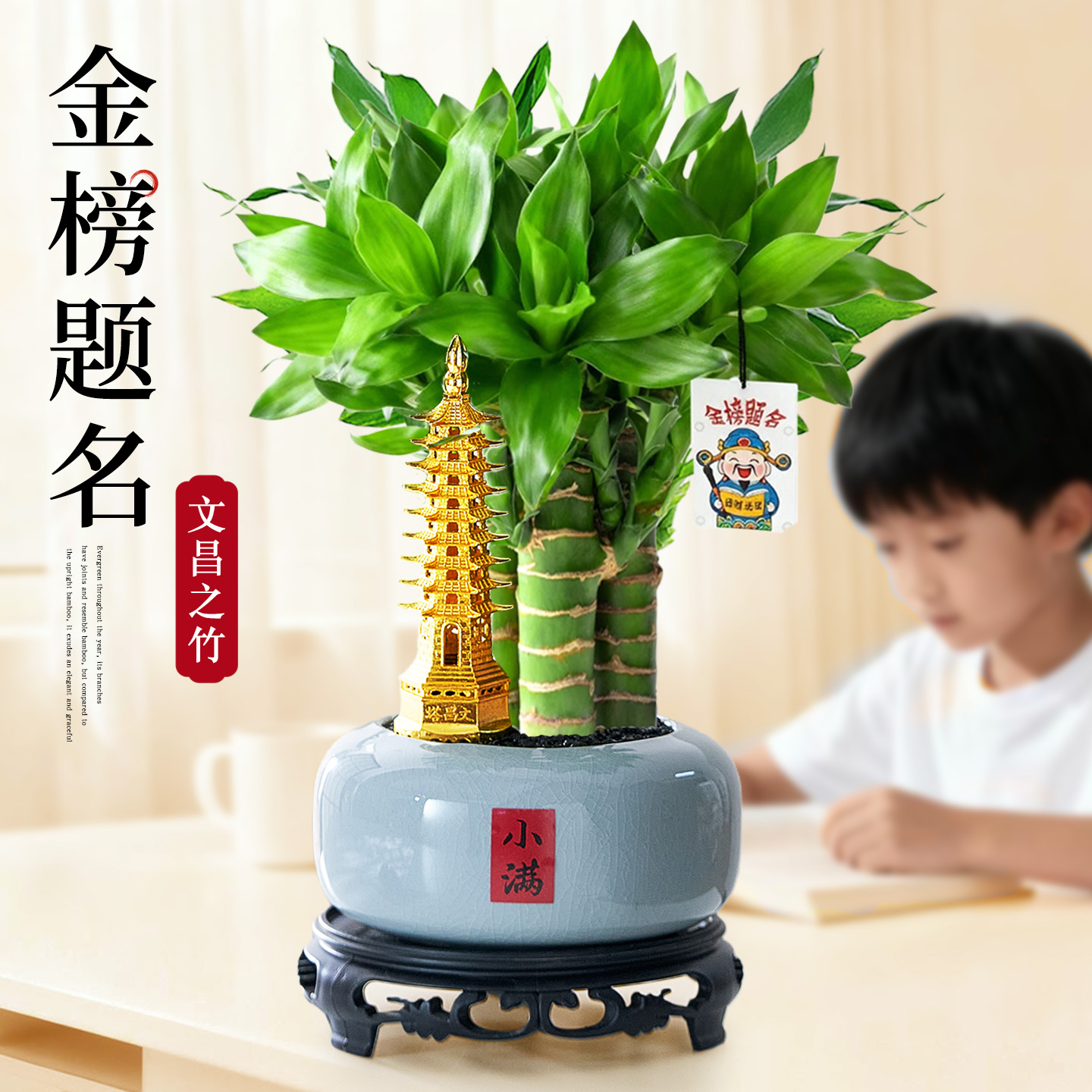 【金榜题名】文昌竹小盆栽