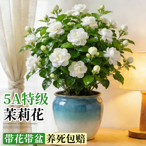 【带花带盆】特级茉莉花盆栽