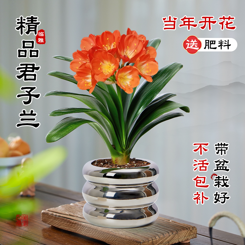 名贵君子兰花盆栽带花苞花卉绿植室内盆景耐阴植物好养活四季常青-封面