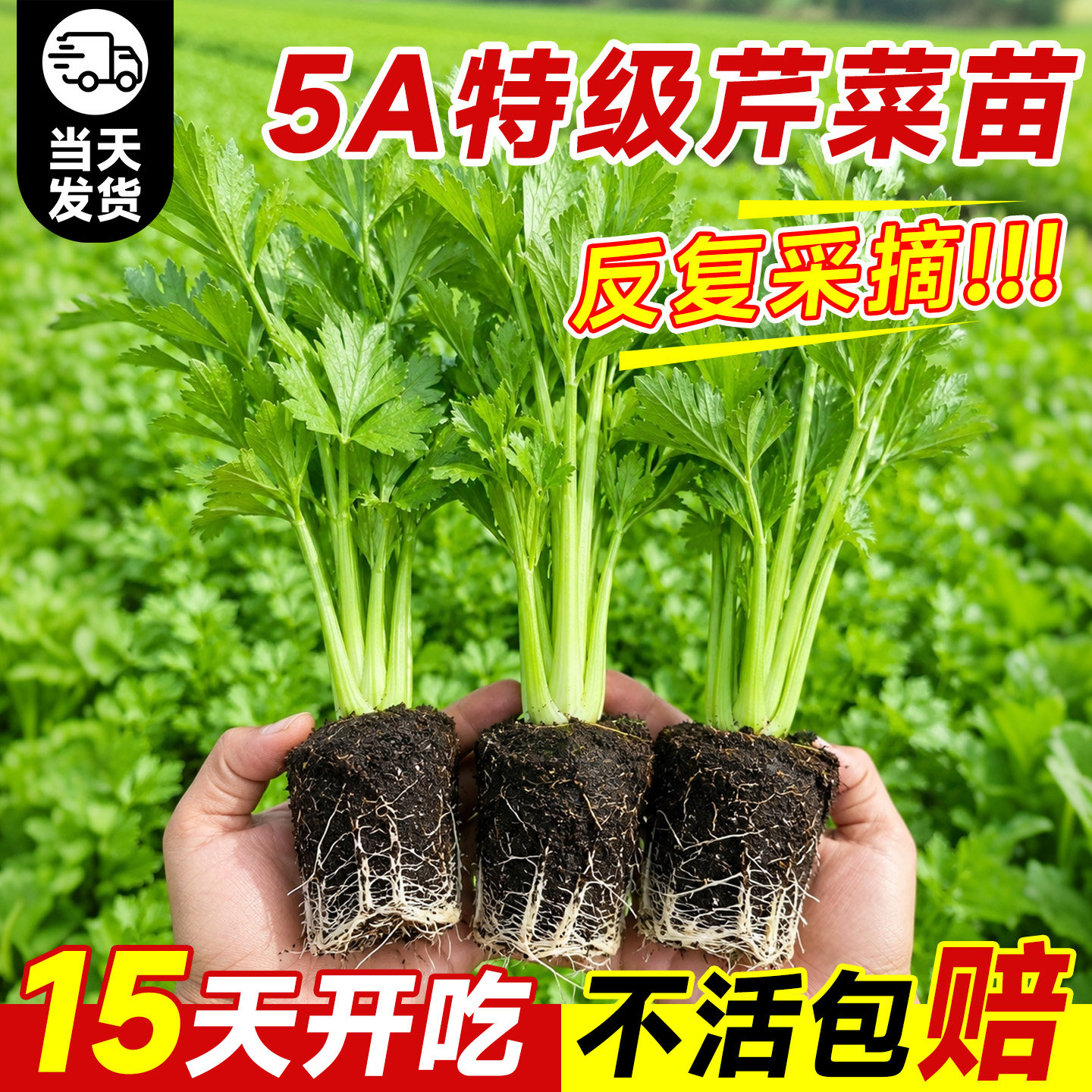 5A特级芹菜苗秧15天开吃不活包赔图片