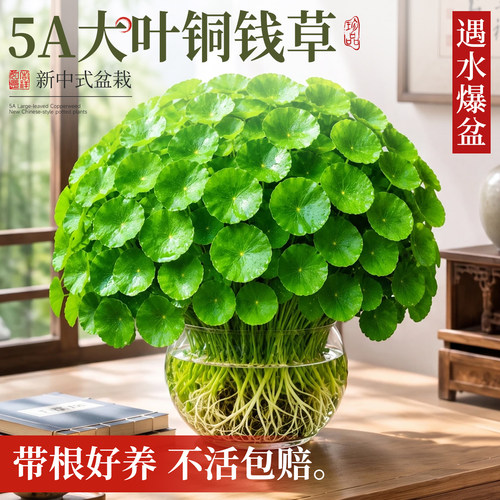 大叶铜钱草水培室内外绿植易养