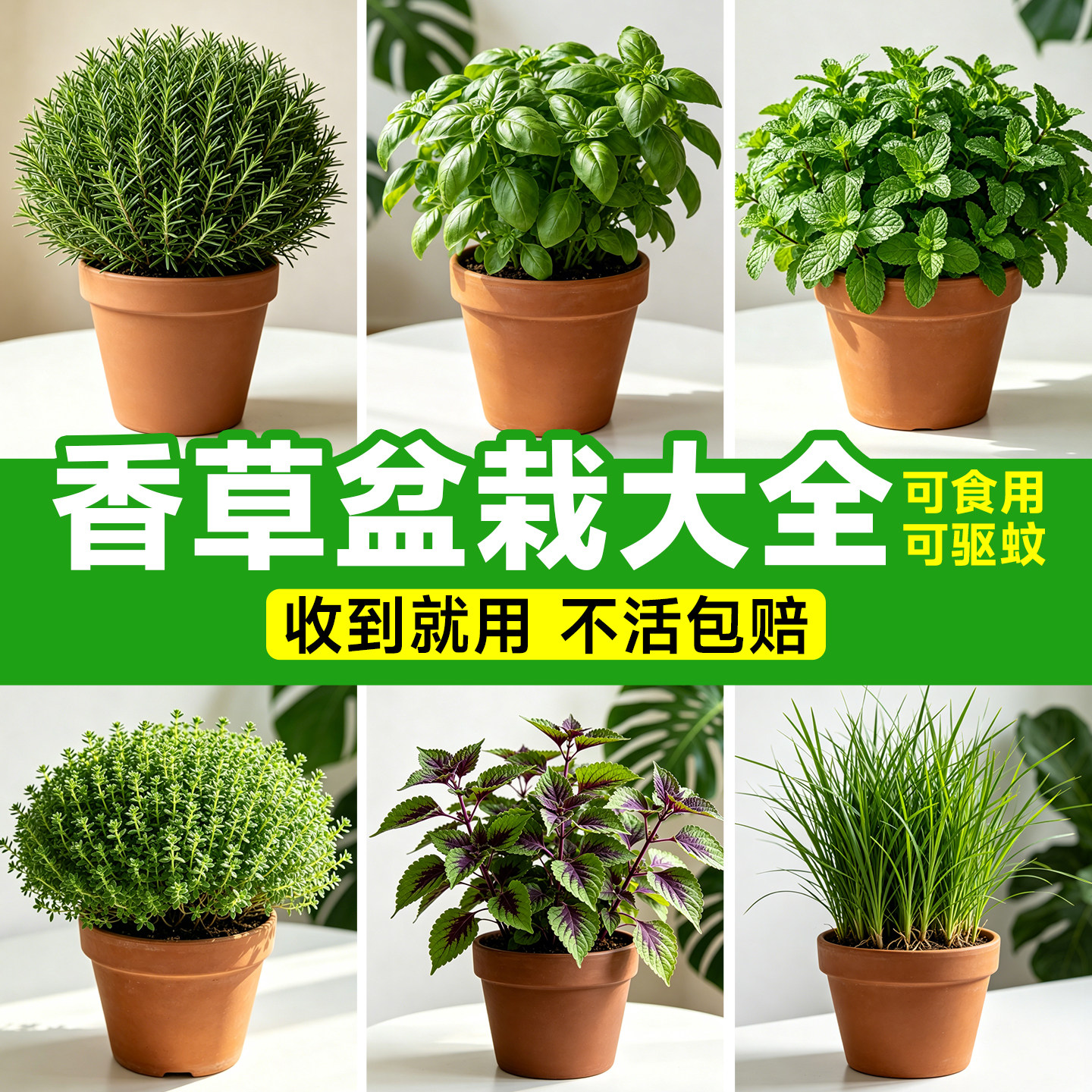 驱蚊草盆栽植物室内外迷迭香天竺葵薄荷蚊子克星绿植物防蚊虫祛蚊