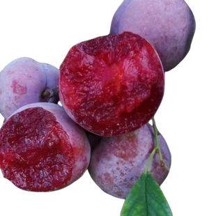 三华李子树苗红心新品种特大嫁接蜂糖李北南方种植水果树果苗大全