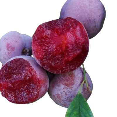 三华李子树大苗蜂糖红心包活结果