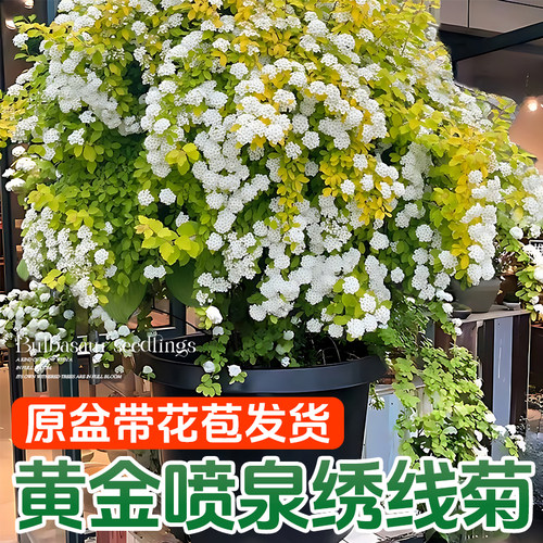 黄金喷泉绣线菊阳台庭院花卉盆栽