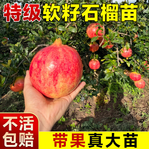 【带果发货】软籽石榴树苗包结果