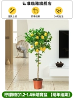 Горшок для выращивания лимонного дерева около 1,2-1,4 метра.