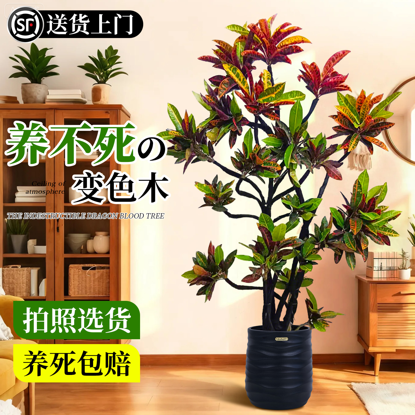 【变叶木大盆栽】客厅大型绿植