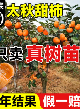 【正宗太秋甜柿树苗】包活包结果