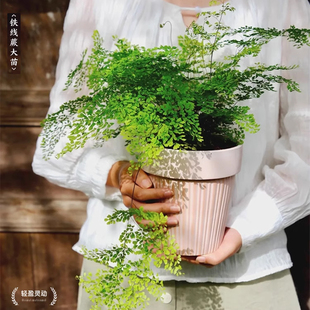 铁线蕨盆栽大苗水培苔藓球办桌面公室绿植室内盆栽四季常青好养活