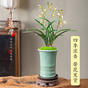 禅月达摩兰花盆栽带花苞发室内高级名贵花卉植物四季开绿植蝴蝶兰