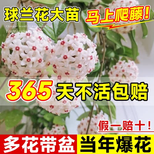 球兰带花大苗爬藤好养室内阳台