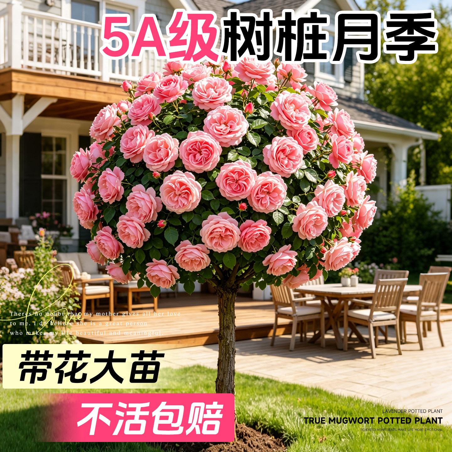 5A级树桩特大月季花不活包补图片