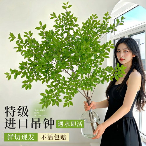 【5A特级】日本进口吊钟高级感