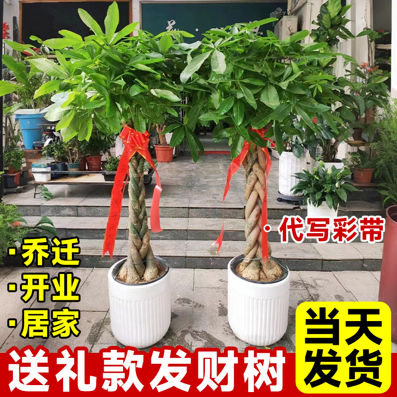 发财树客厅大盆栽绿植物乔迁之喜