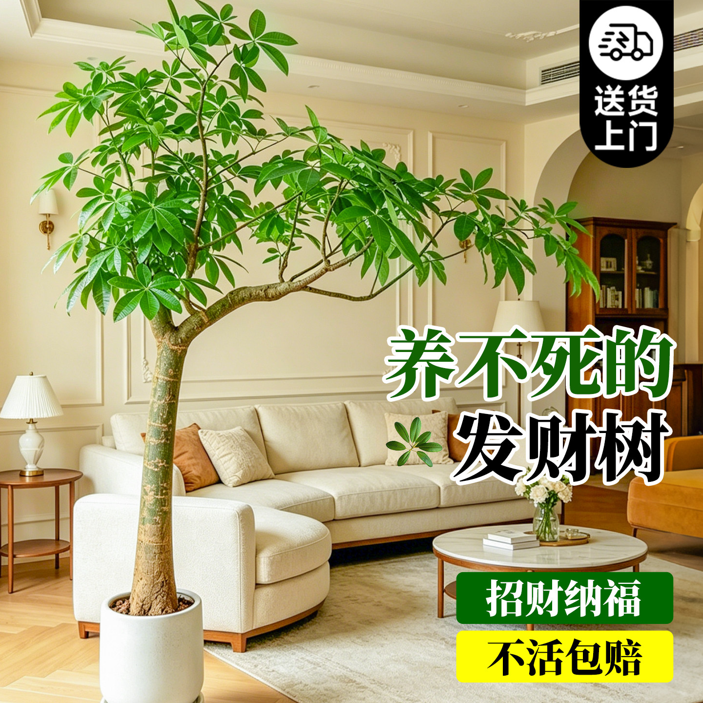 飘枝原生发财树客厅大盆栽大型招财树办公室植物开业送礼室内绿植