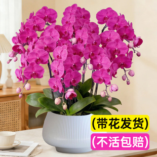 蝴蝶兰带花盆栽特大号年宵花卉兰花带花苞花剑室内绿植物四季好养