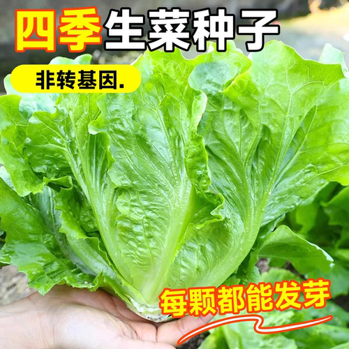 意大利生菜种籽大全四季蔬菜秋冬罗马奶油香菜菜籽种植水培种子孑