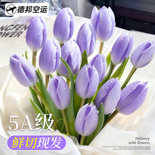 郁金香鲜花云南基地直发真花鲜切花束家用客厅花瓶插花水培水养花