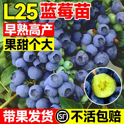 精选l25蓝莓苗带盆栽好带果发货