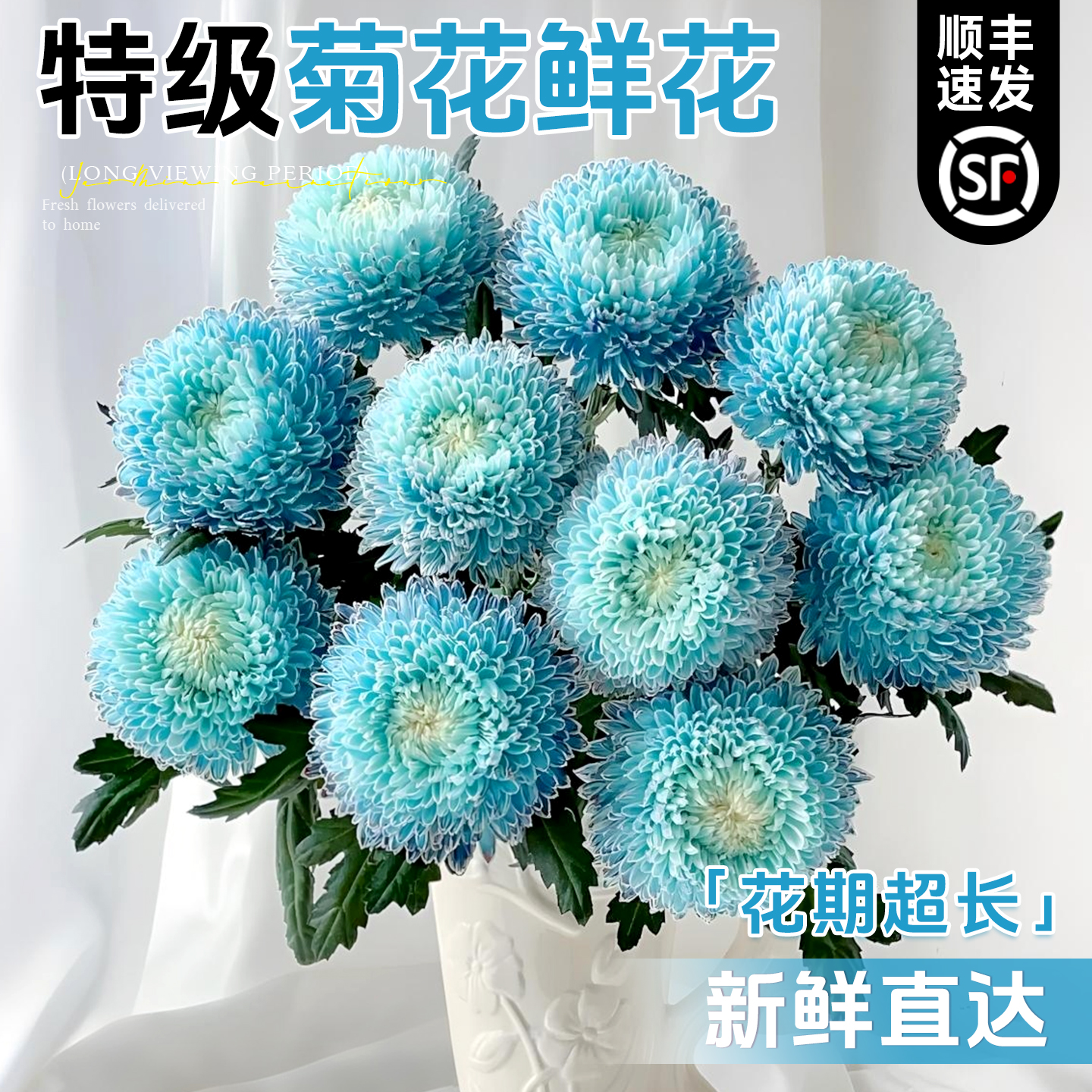 【特级菊花鲜花】顺丰速发